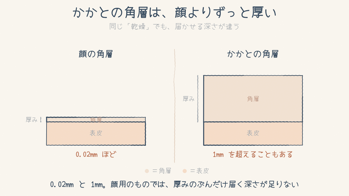 顔の角層とかかとの角層の厚みを並べて比べた図