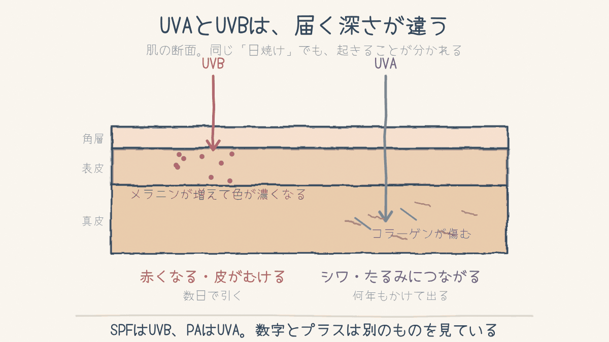 肌の断面図。UVBは表皮までしか届かずメラニンを増やし、UVAは真皮まで届いてコラーゲンを傷める