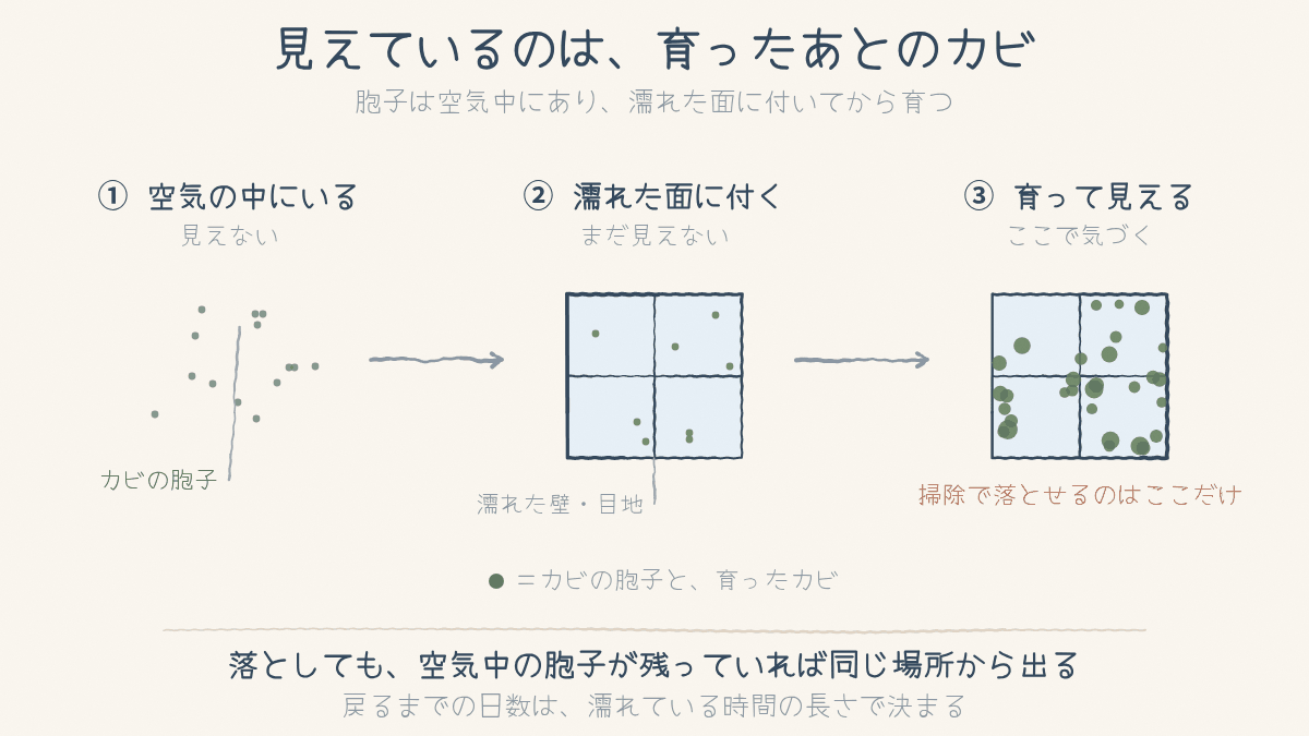 カビの胞子が空気中から濡れた面に付き、育って見えるようになるまでの3段階の図