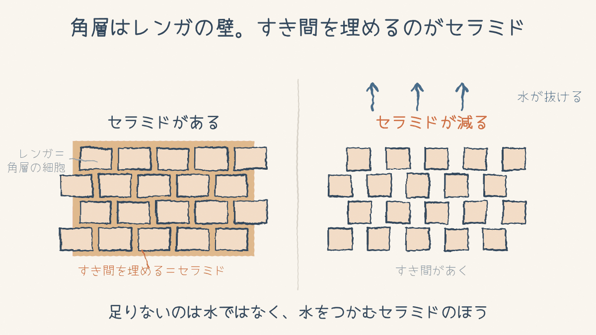 角層の細胞がレンガのように並び、そのすき間をセラミドが埋めている図。減るとすき間から水が抜ける